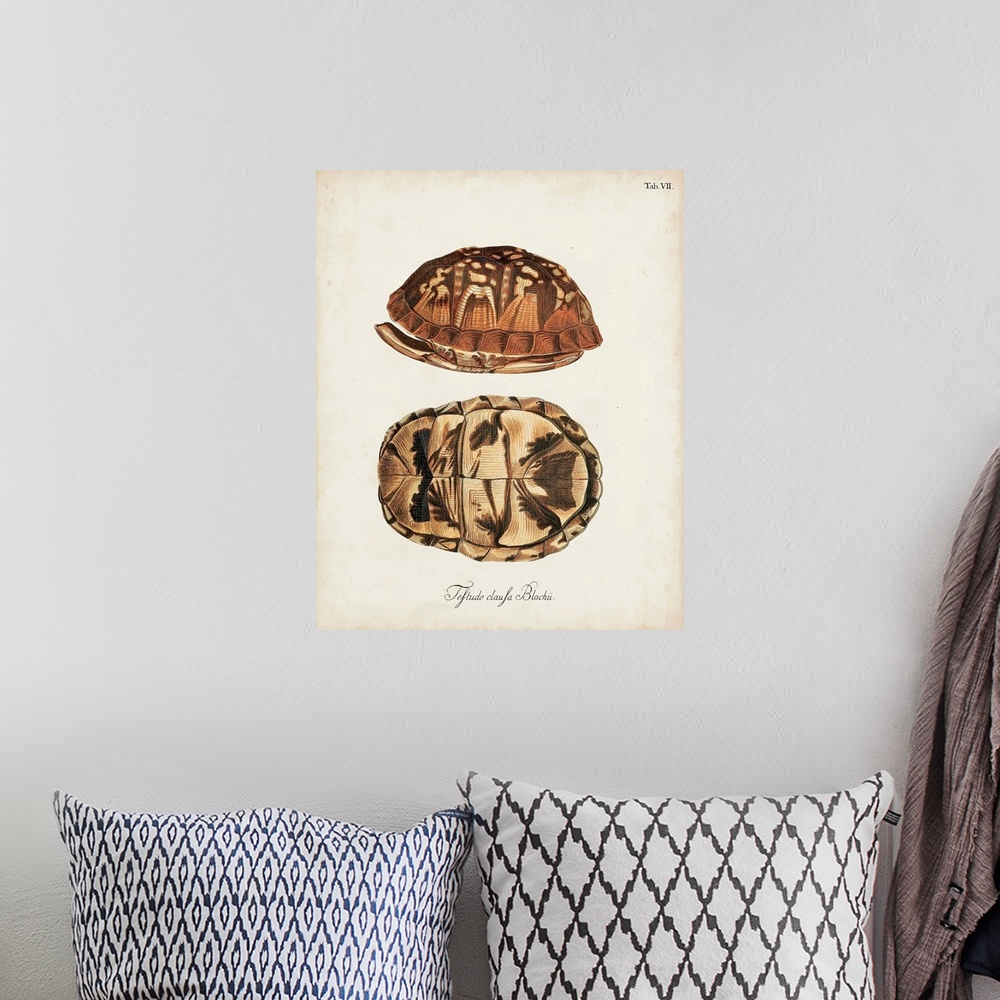 A bohemian room featuring Antique Turtles and Shells III