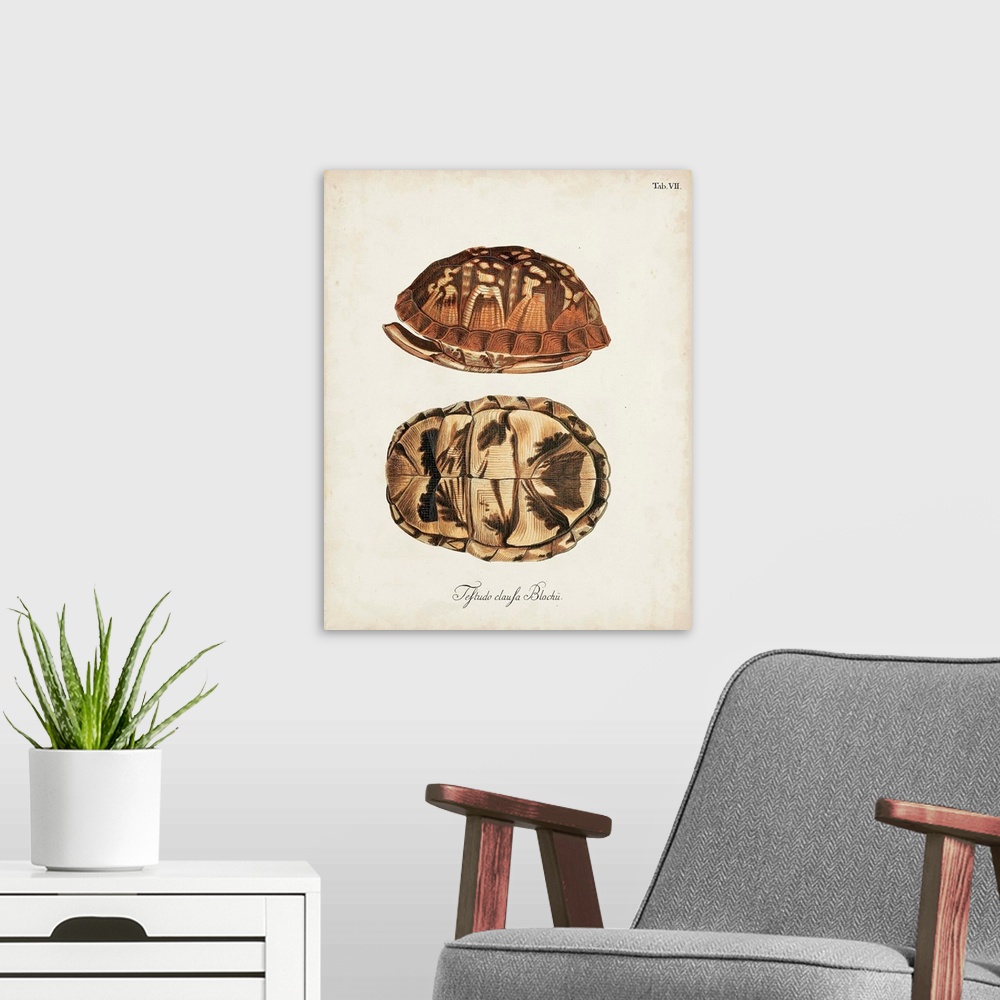 A modern room featuring Antique Turtles and Shells III