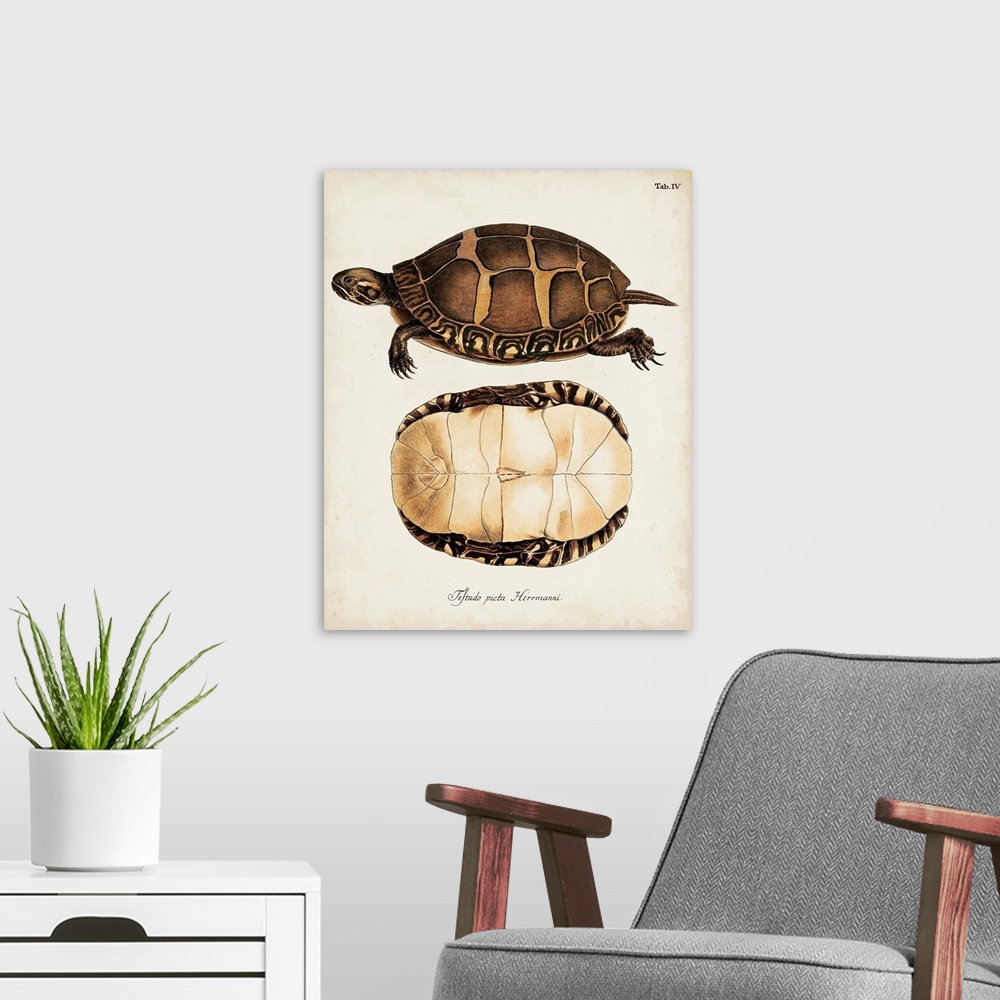 A modern room featuring Antique Turtles and Shells IV