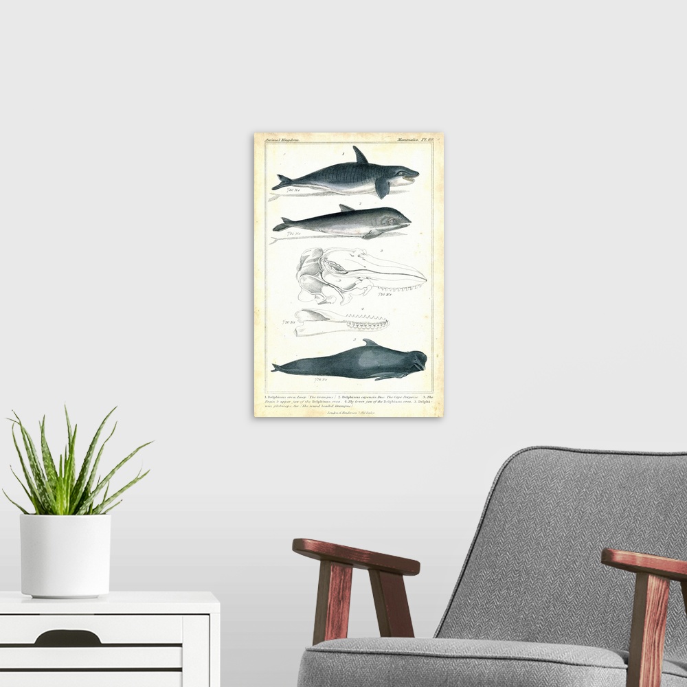 A modern room featuring Antique Whale and Dolphin Study I