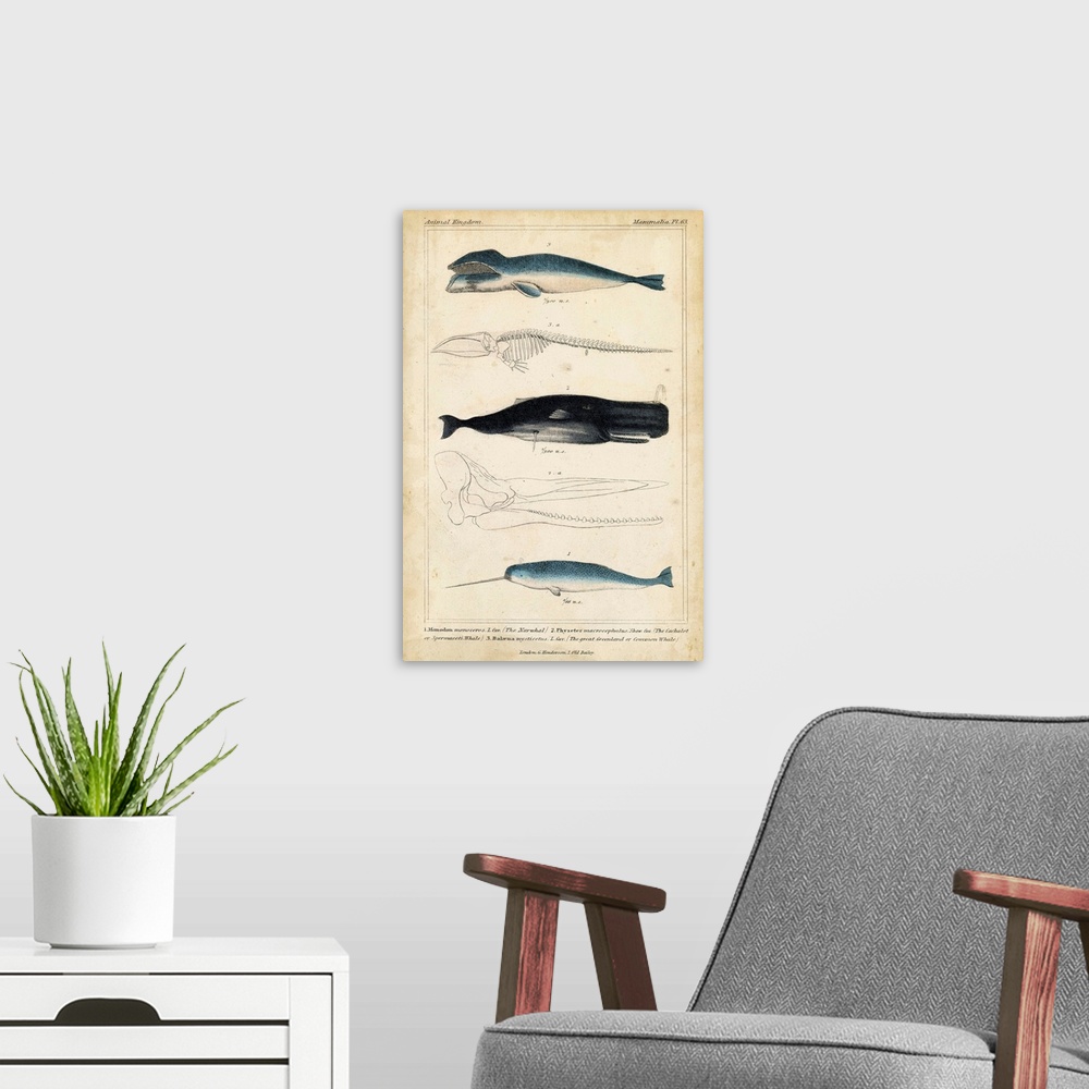 A modern room featuring Antique Whale and Dolphin Study III