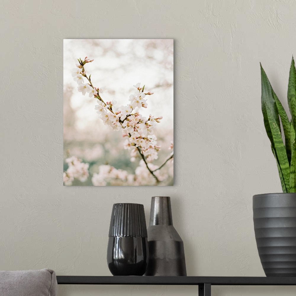 A modern room featuring Photograph of pale pink cherry blossom flowers, New York City.