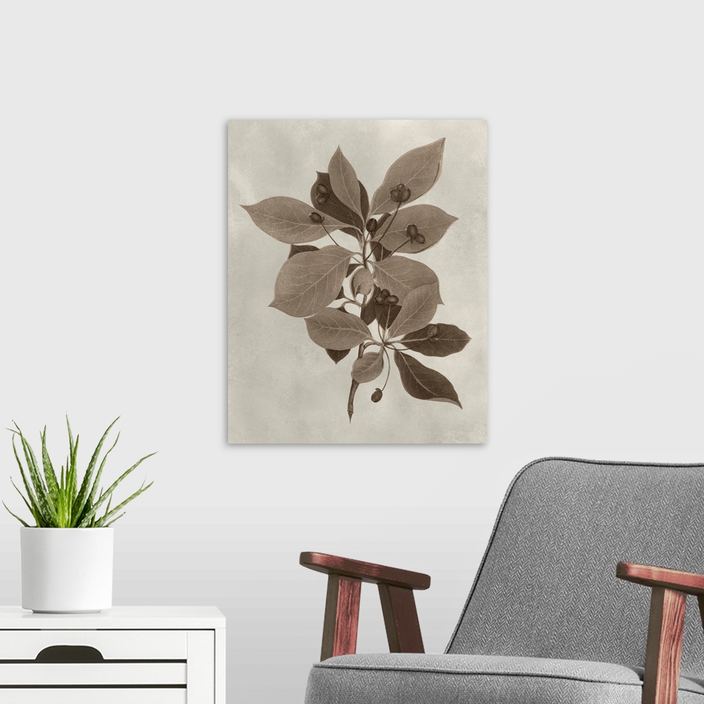 A modern room featuring Sepia-toned botanical illustration of several tree leaves on a branch.