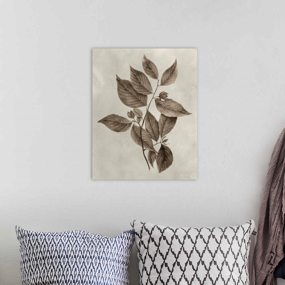 A bohemian room featuring Sepia-toned botanical illustration of several tree leaves on a branch.
