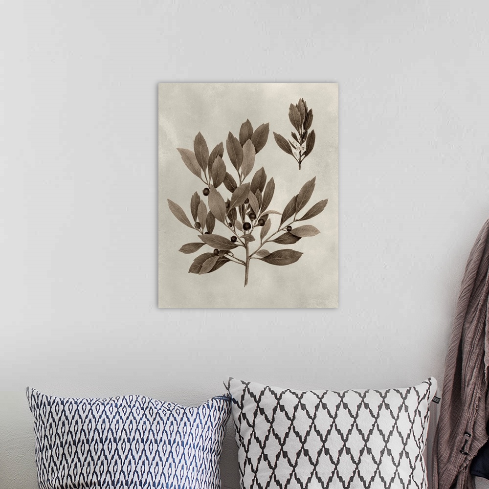 A bohemian room featuring Sepia-toned botanical illustration of several tree leaves on a branch.