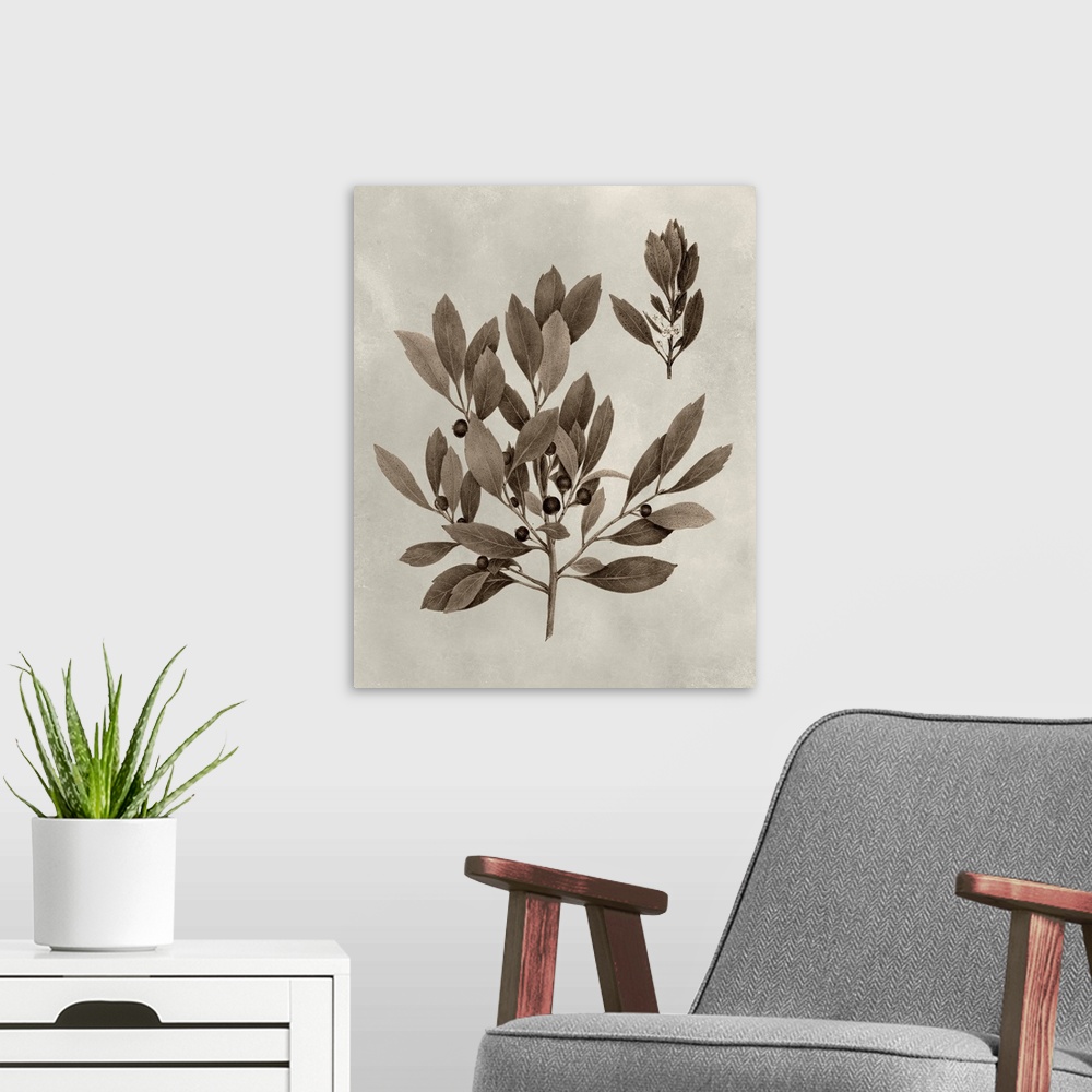 A modern room featuring Sepia-toned botanical illustration of several tree leaves on a branch.