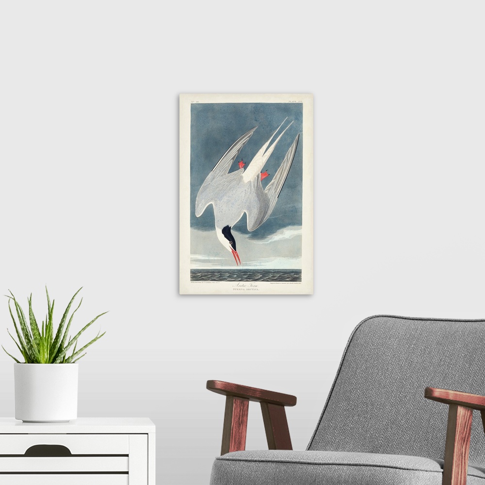 A modern room featuring Arctic Tern