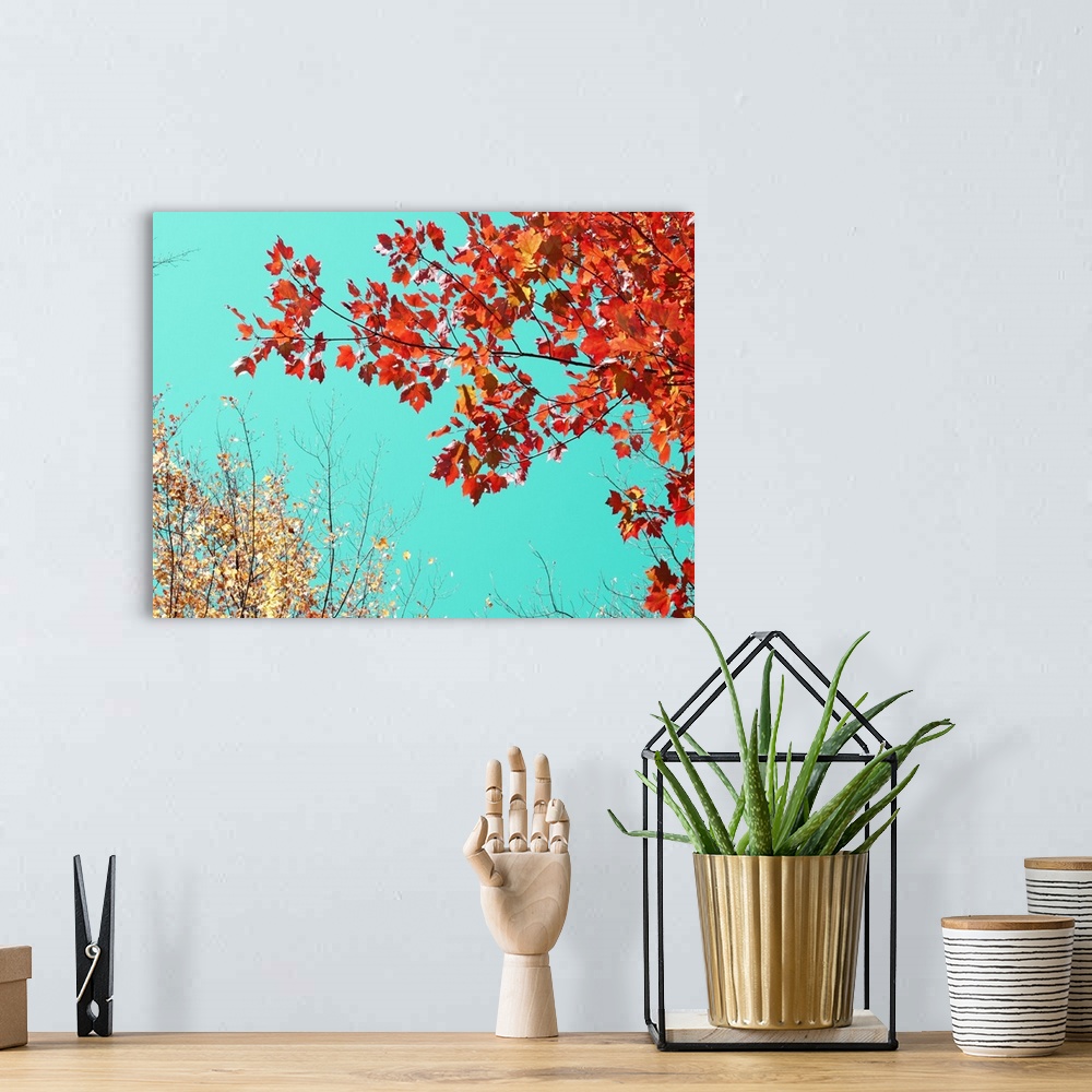 A bohemian room featuring Vibrant orange fall leaves contrasting with a bright turquoise sky.