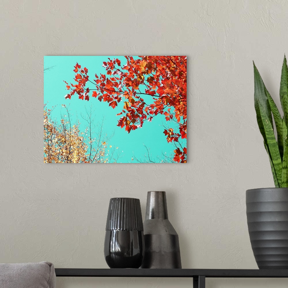 A modern room featuring Vibrant orange fall leaves contrasting with a bright turquoise sky.
