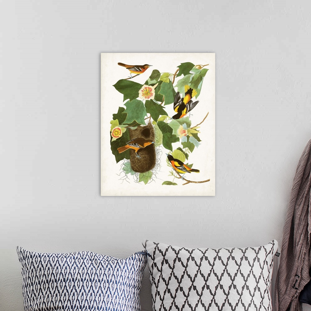 A bohemian room featuring Baltimore Oriole