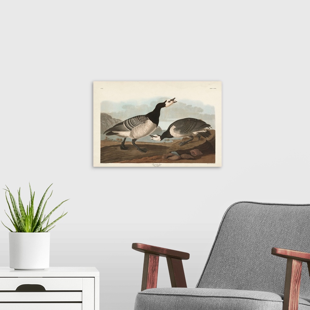 A modern room featuring Barnacle Goose