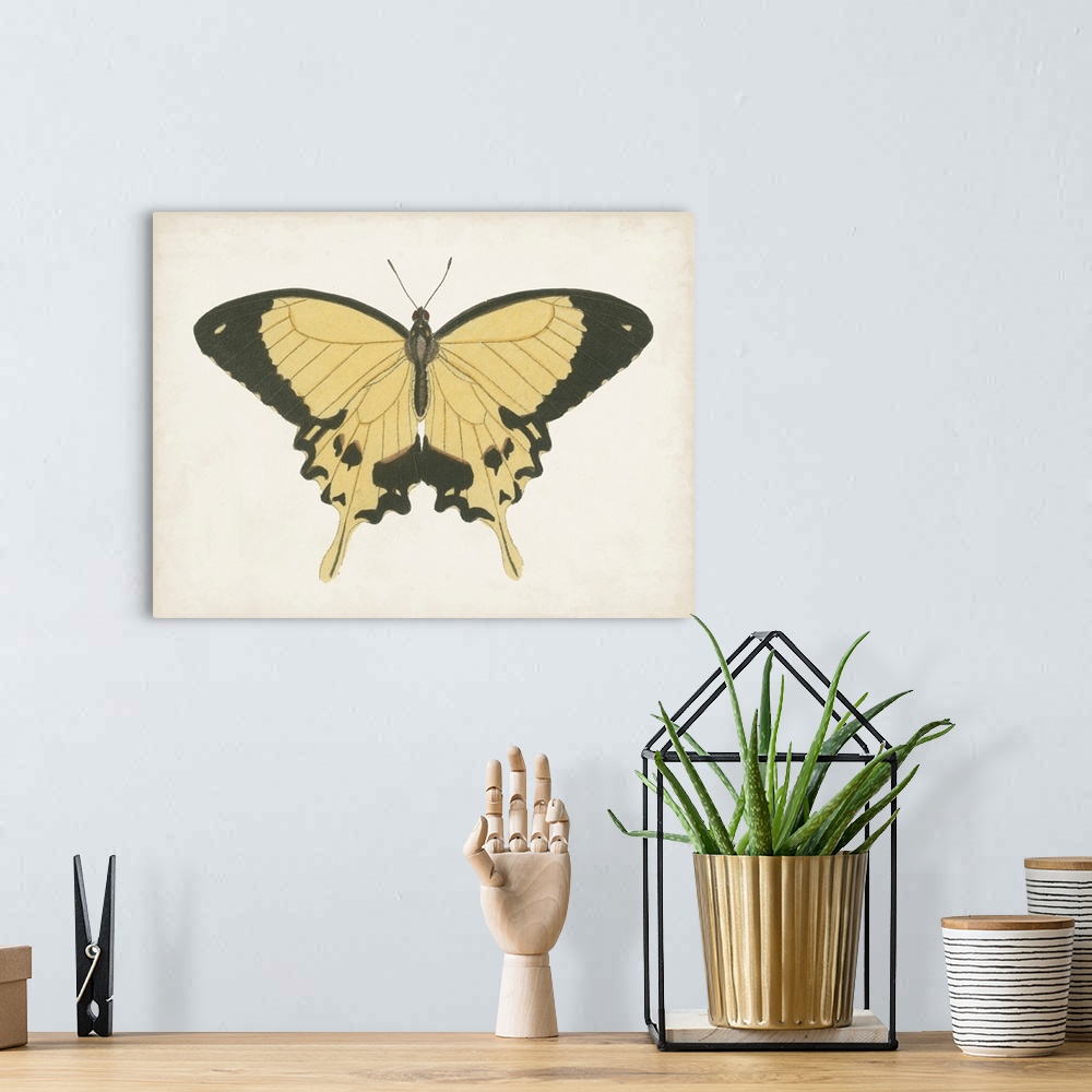 A bohemian room featuring Beautiful Butterfly I