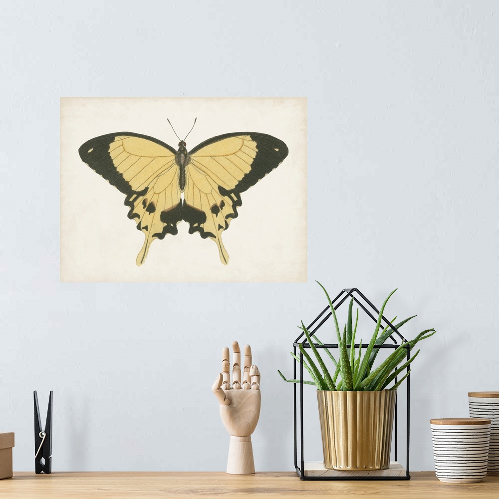 A bohemian room featuring Beautiful Butterfly I