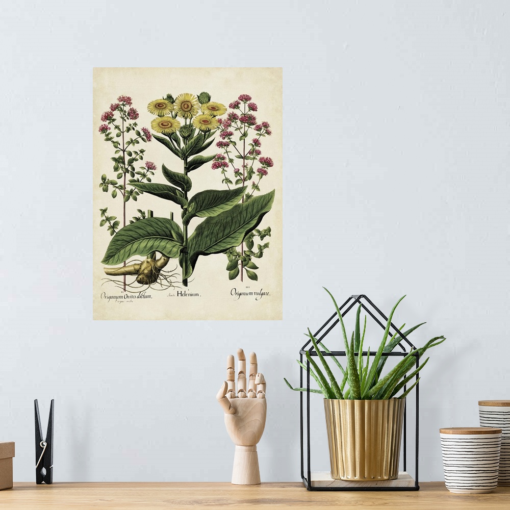 A bohemian room featuring Contemporary botanical illustration in a vintage art style.
