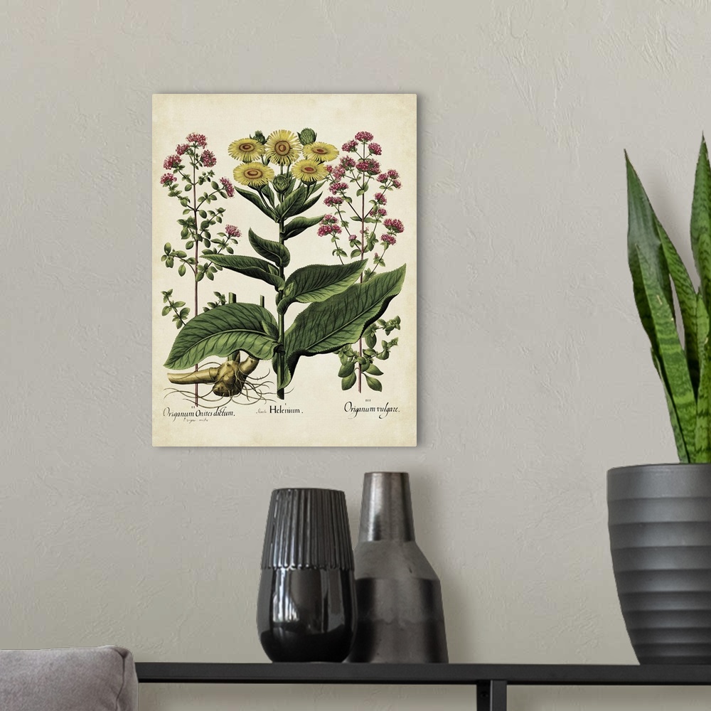 A modern room featuring Contemporary botanical illustration in a vintage art style.