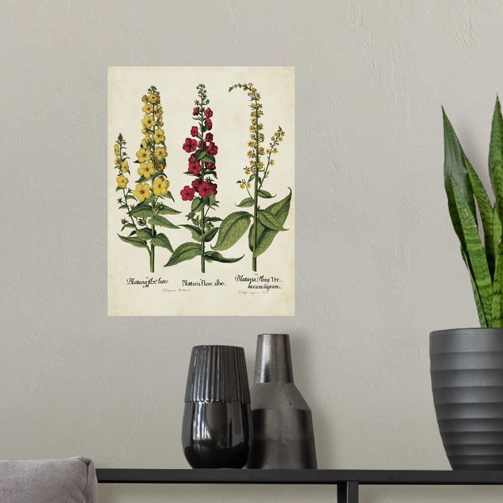 A modern room featuring Contemporary botanical illustration in a vintage art style.