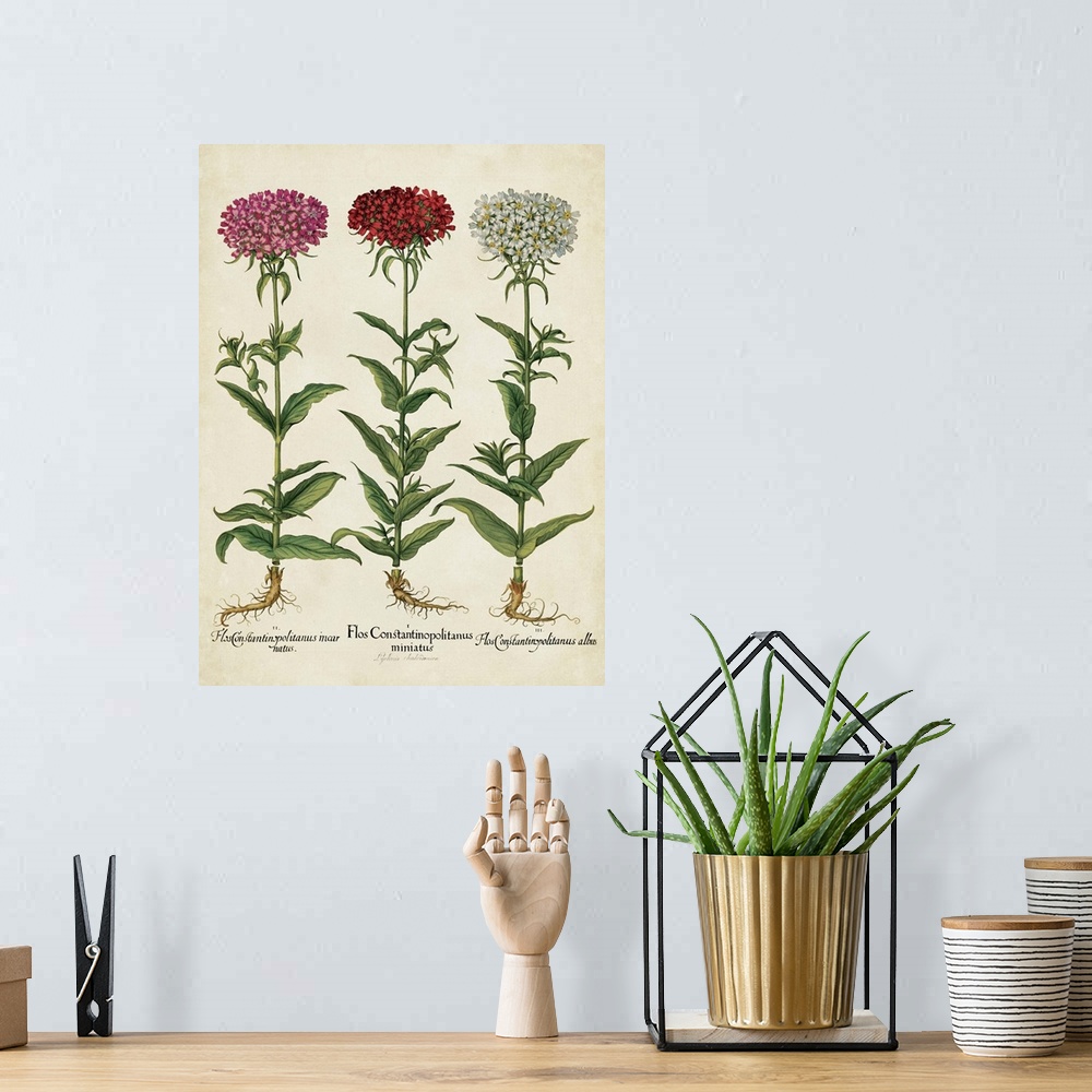 A bohemian room featuring Contemporary botanical illustration in a vintage art style.