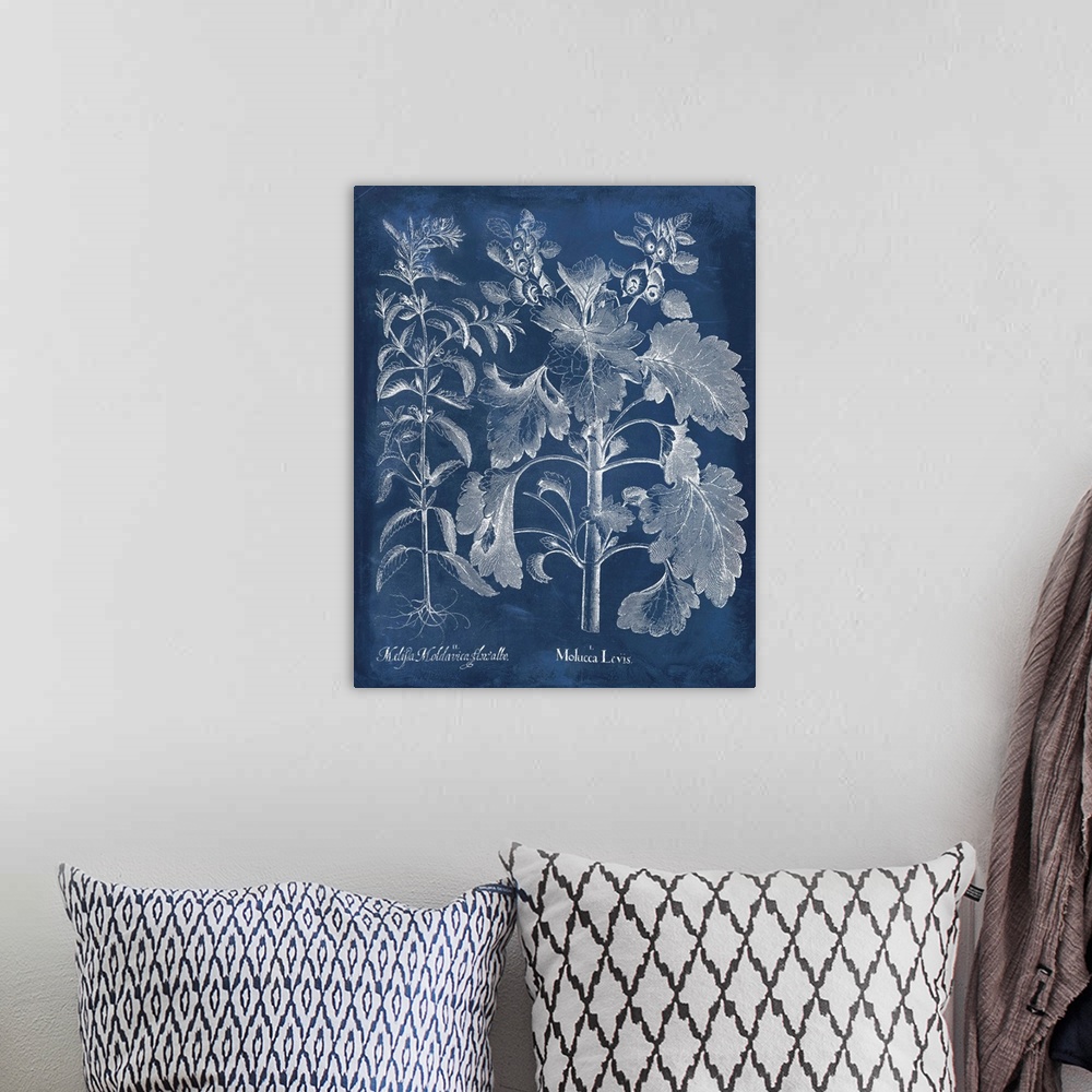 A bohemian room featuring Vintage-inspired botanical illustration of besler leaves on an indigo background.