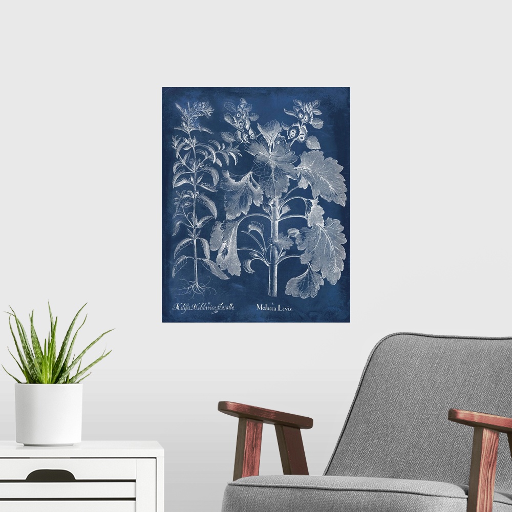 A modern room featuring Vintage-inspired botanical illustration of besler leaves on an indigo background.