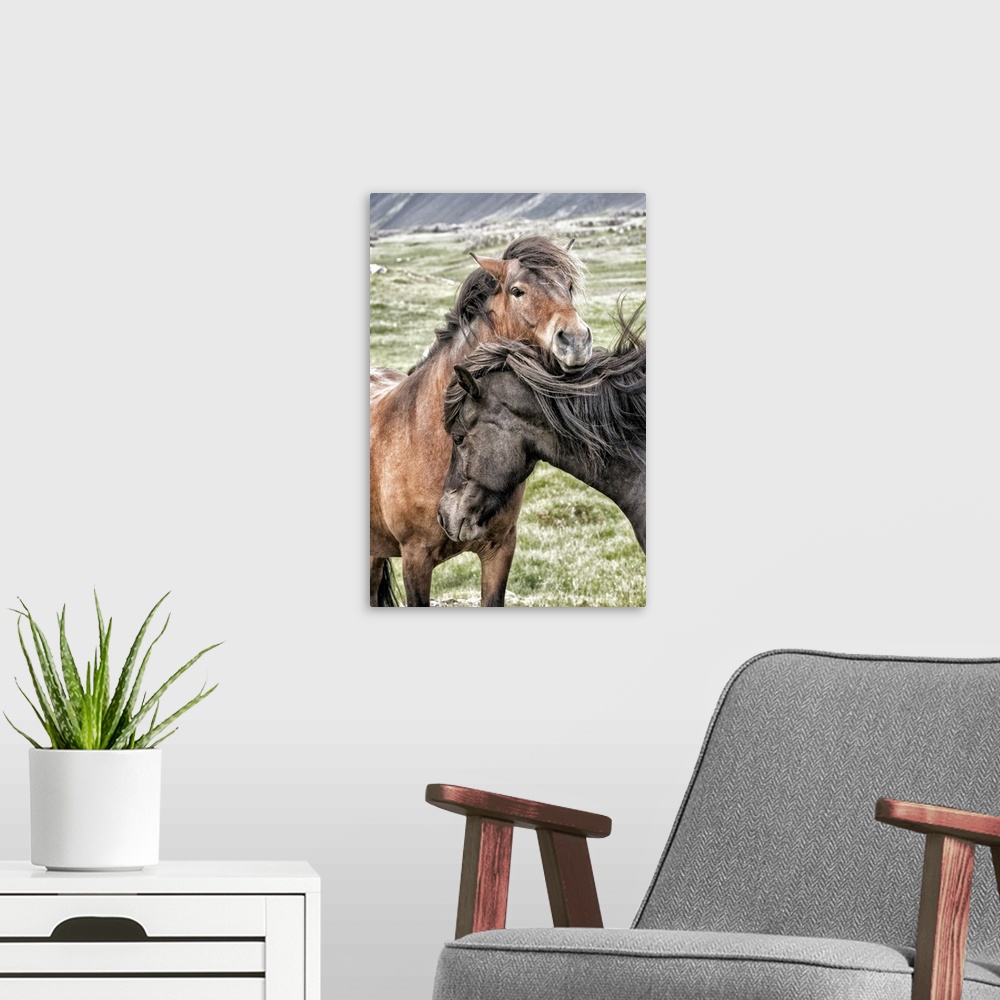 A modern room featuring Photograph of two horses in grassy field showing affection on windy day.