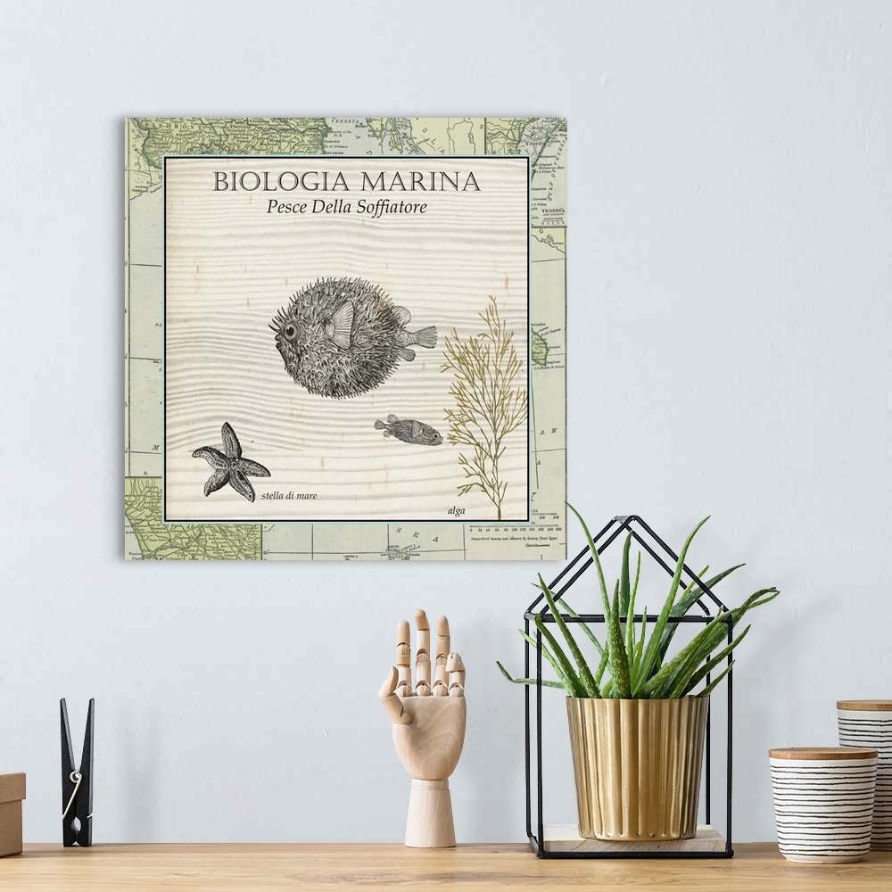 A bohemian room featuring Biologia Marina II