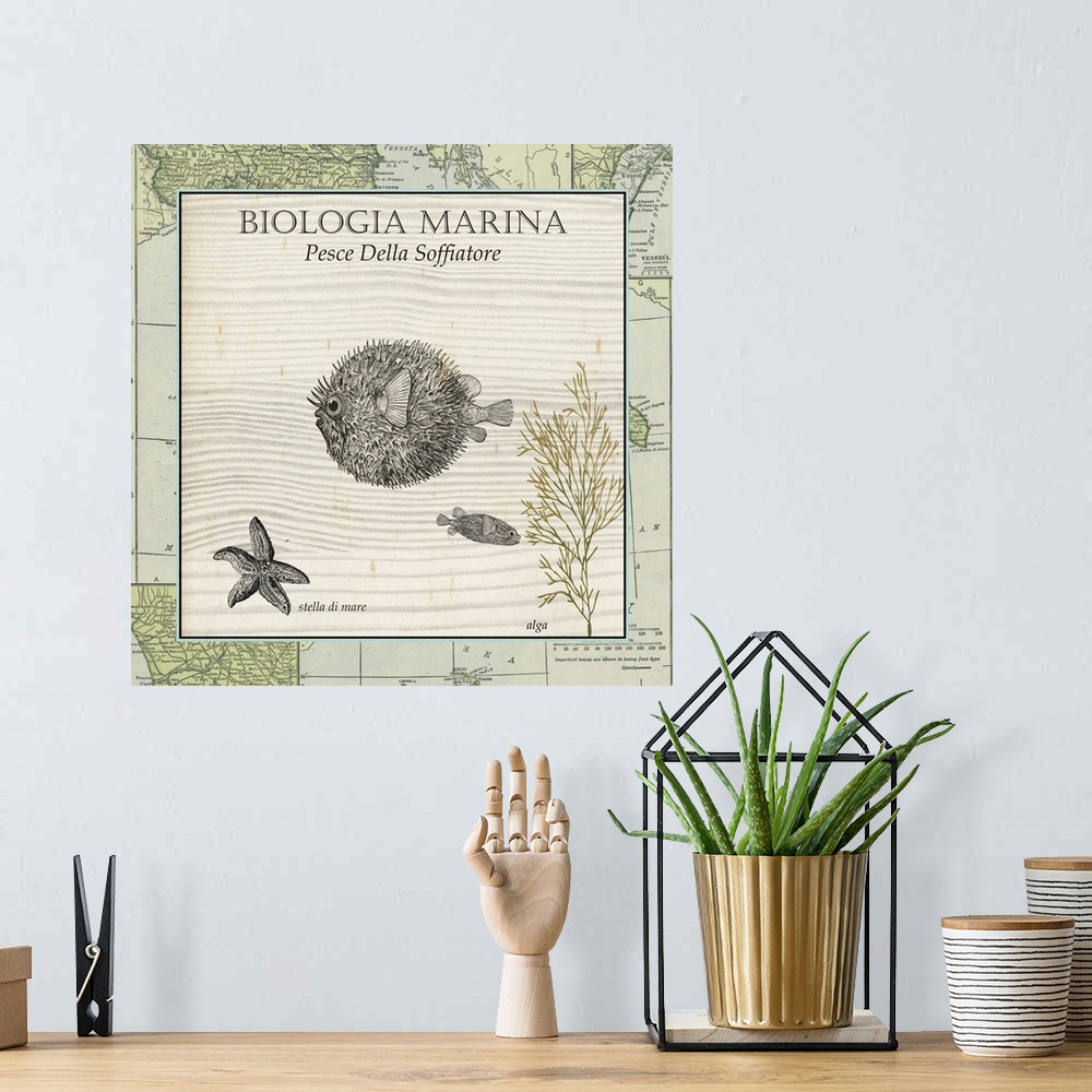 A bohemian room featuring Biologia Marina II