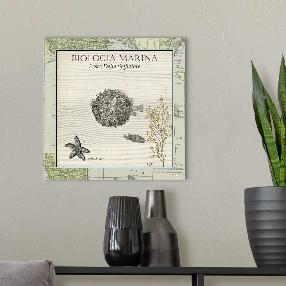 A modern room featuring Biologia Marina II