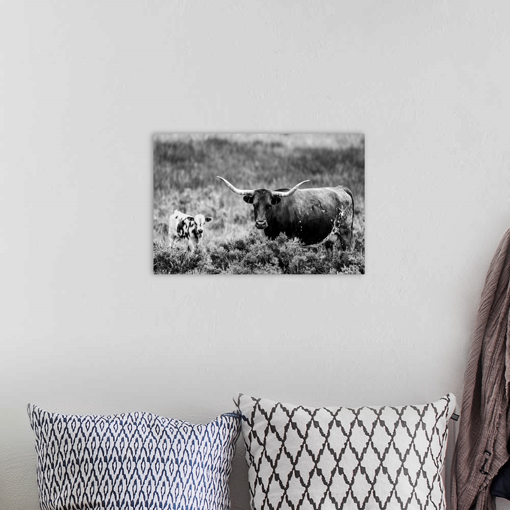 A bohemian room featuring Photograph of a longhorn cow and calf grazing in field of tall grasses.