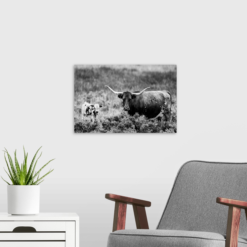 A modern room featuring Photograph of a longhorn cow and calf grazing in field of tall grasses.