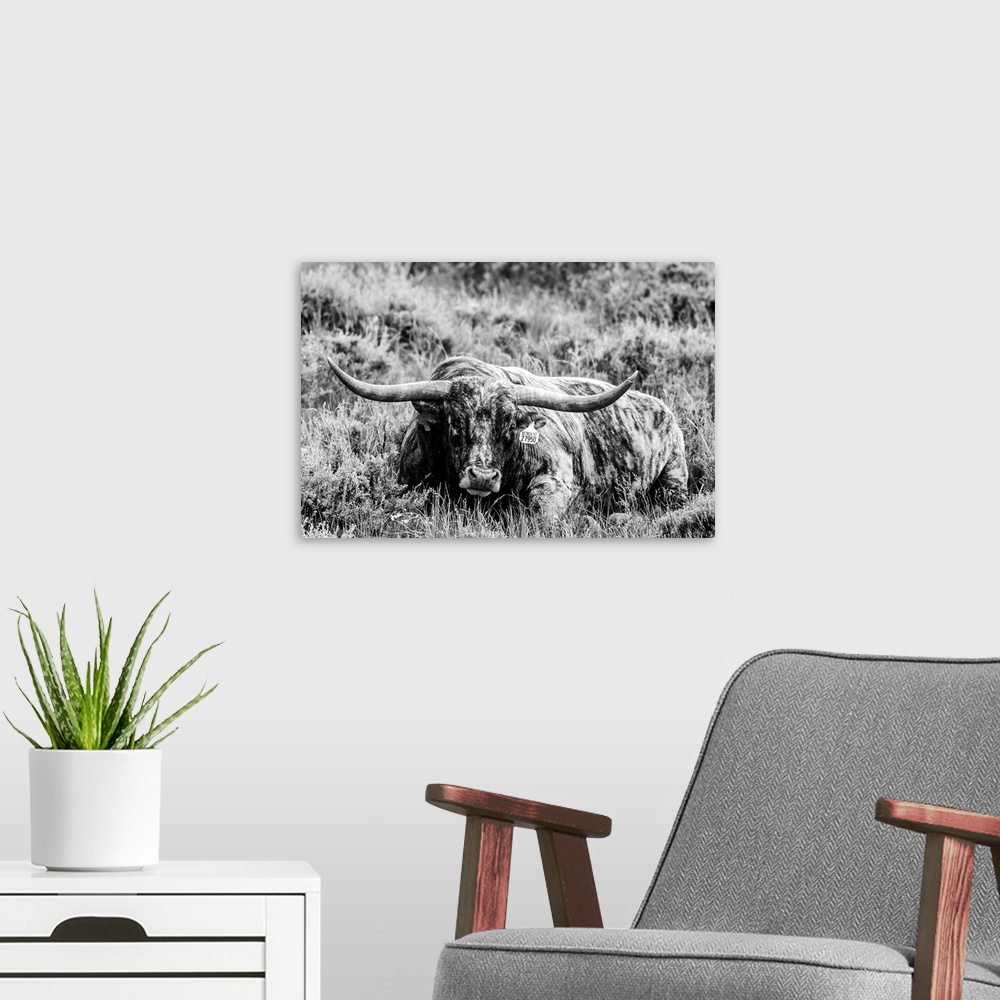 A modern room featuring Photograph of a longhorn cow laying down in field of tall grasses.