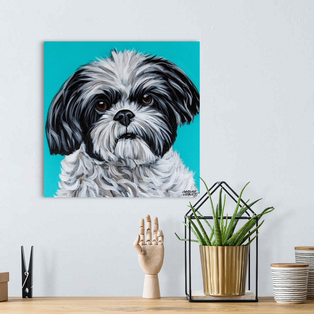 A bohemian room featuring Black And White Shih Tzu