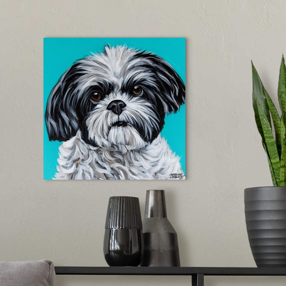 A modern room featuring Black And White Shih Tzu