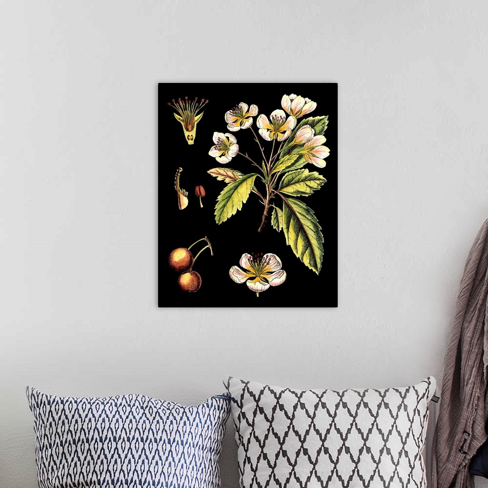 A bohemian room featuring Black Background Floral Studies I