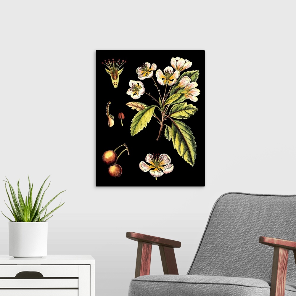 A modern room featuring Black Background Floral Studies I
