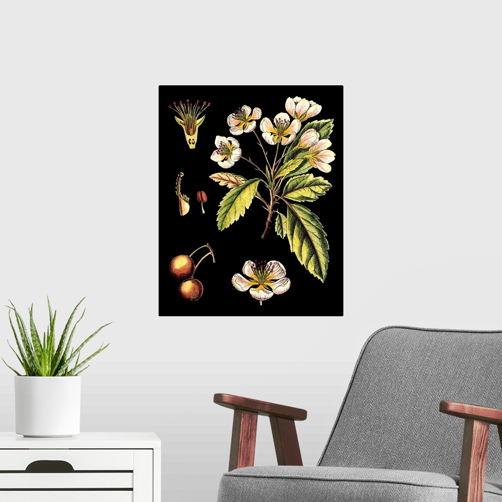A modern room featuring Black Background Floral Studies I