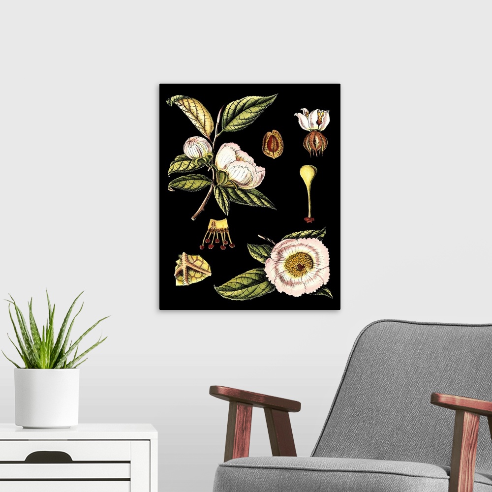 A modern room featuring Black Background Floral Studies III