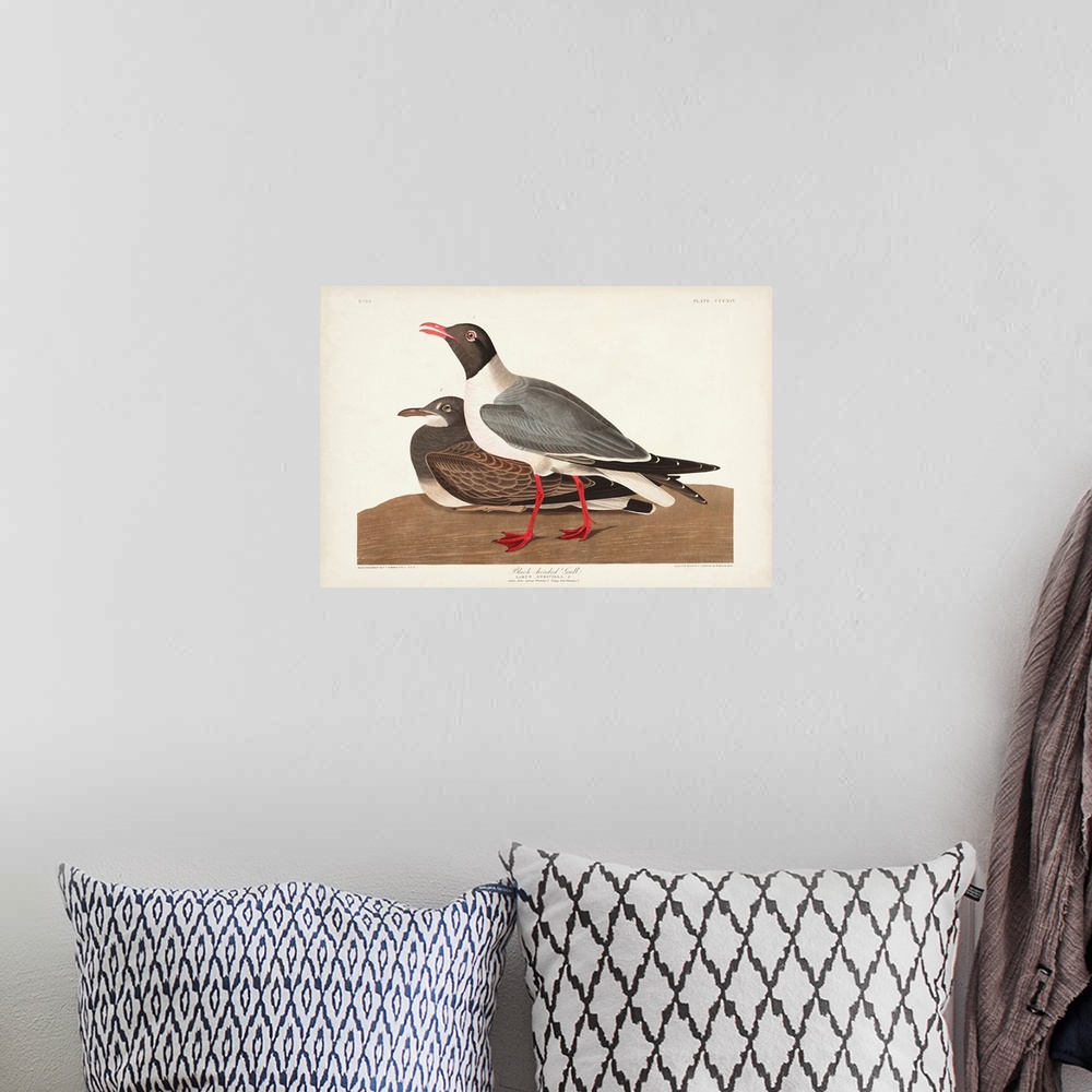 A bohemian room featuring Black-Headed Gull