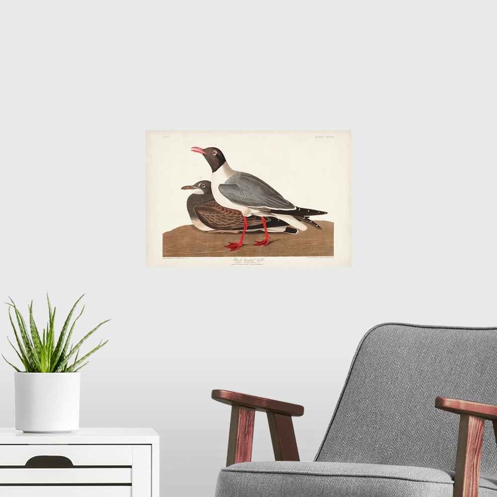 A modern room featuring Black-Headed Gull