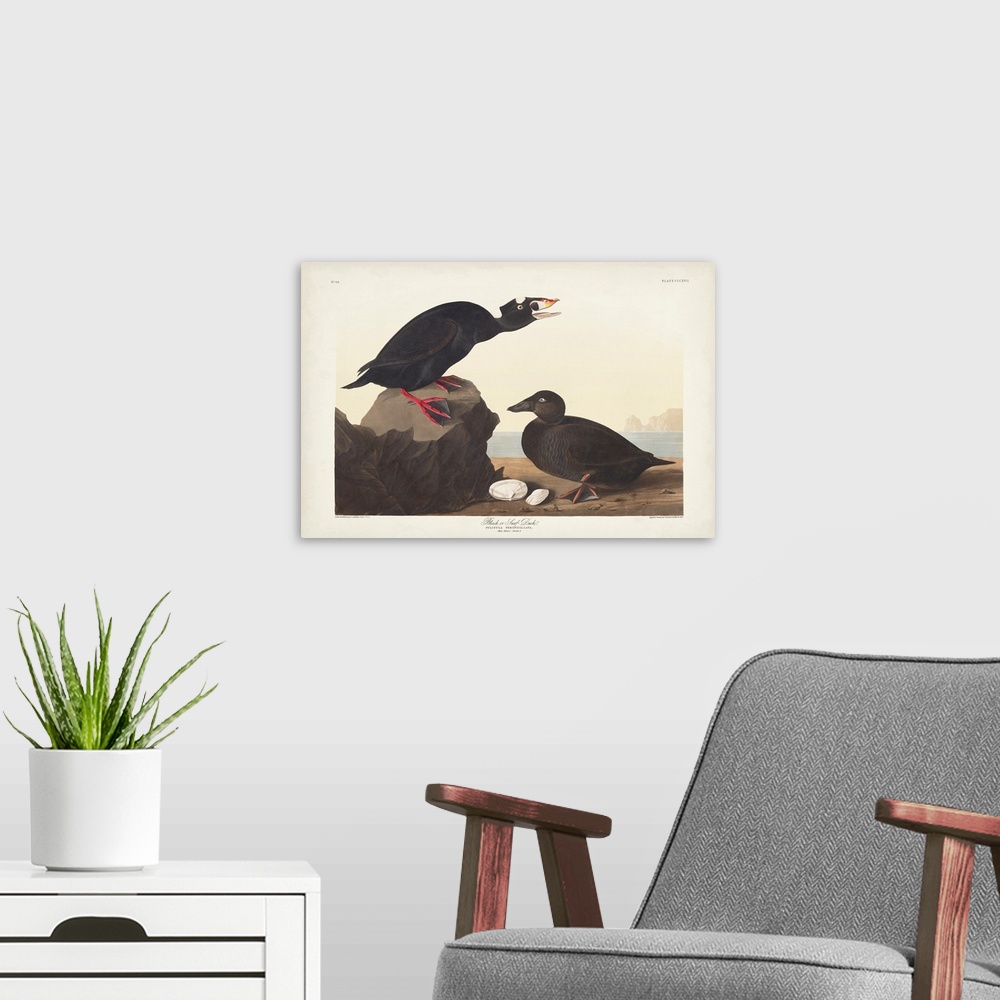 A modern room featuring Black Or Surf Duck