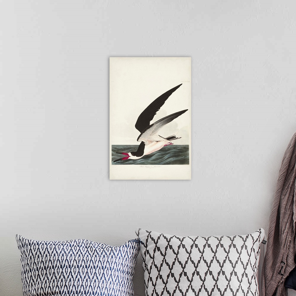A bohemian room featuring Black Skimmer Or Shearwater
