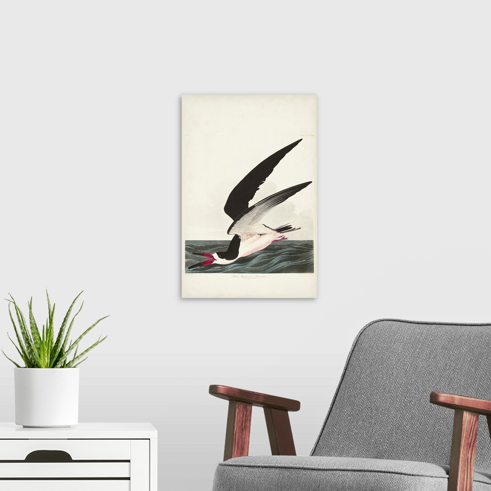 A modern room featuring Black Skimmer Or Shearwater