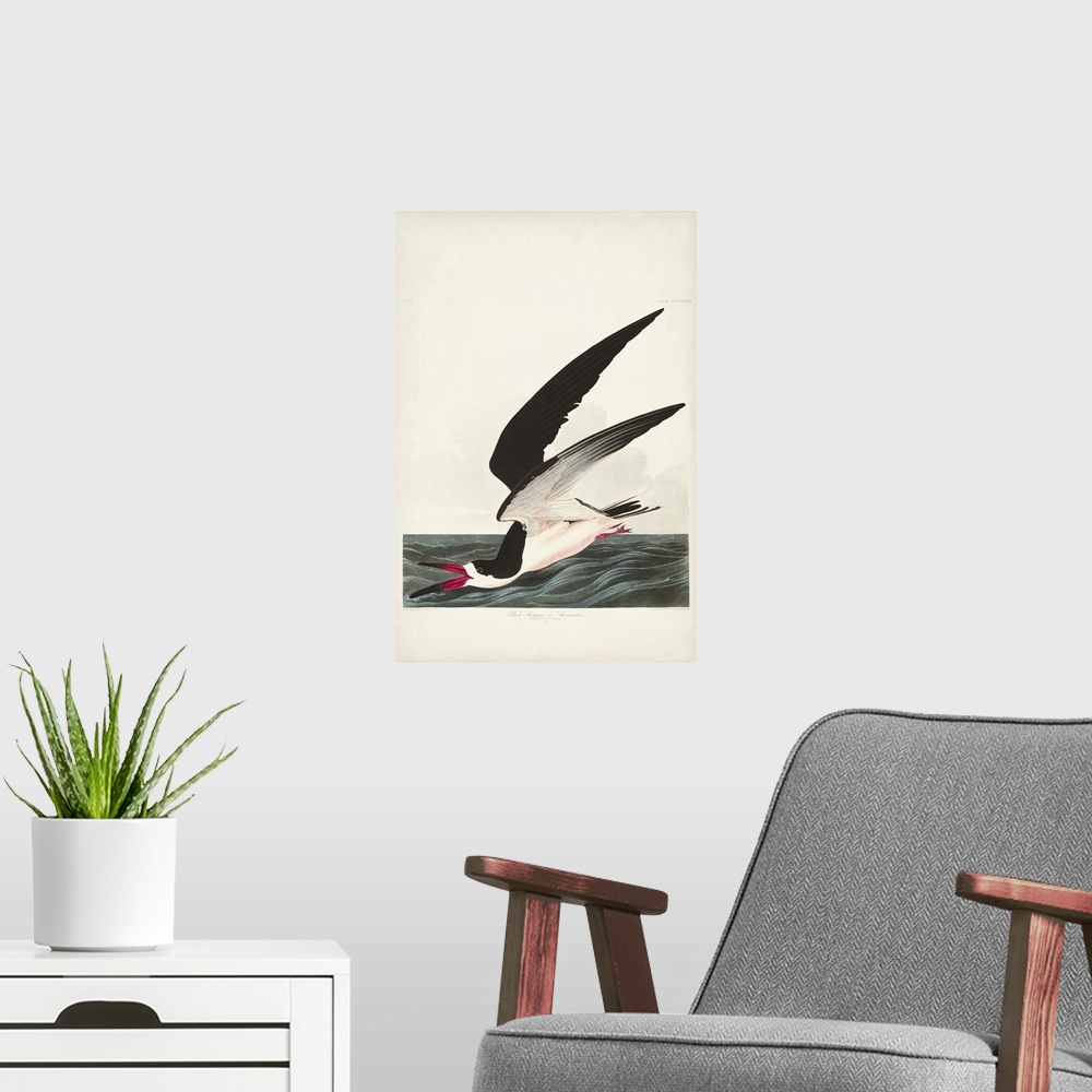 A modern room featuring Black Skimmer Or Shearwater