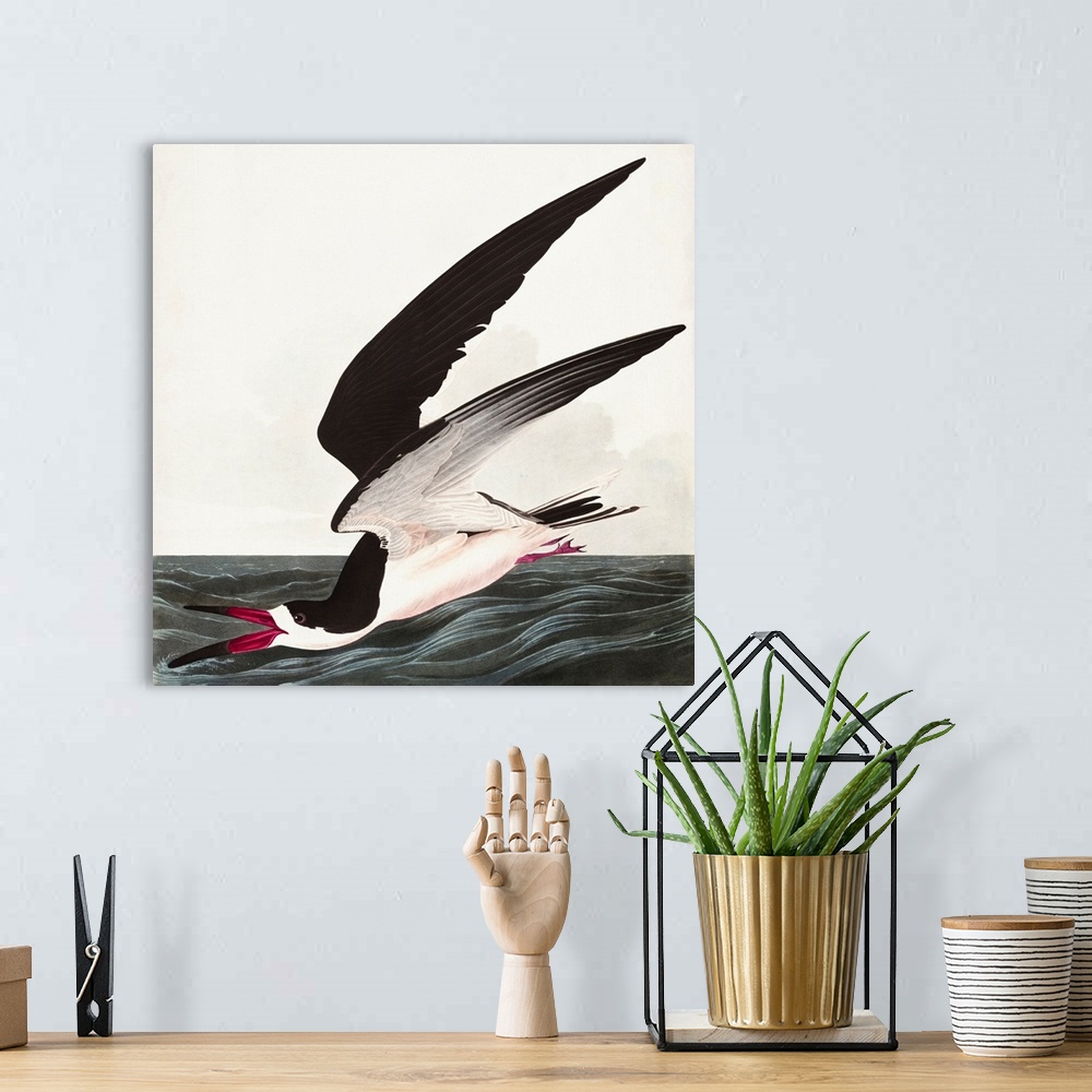 A bohemian room featuring Black Skimmer Or Shearwater