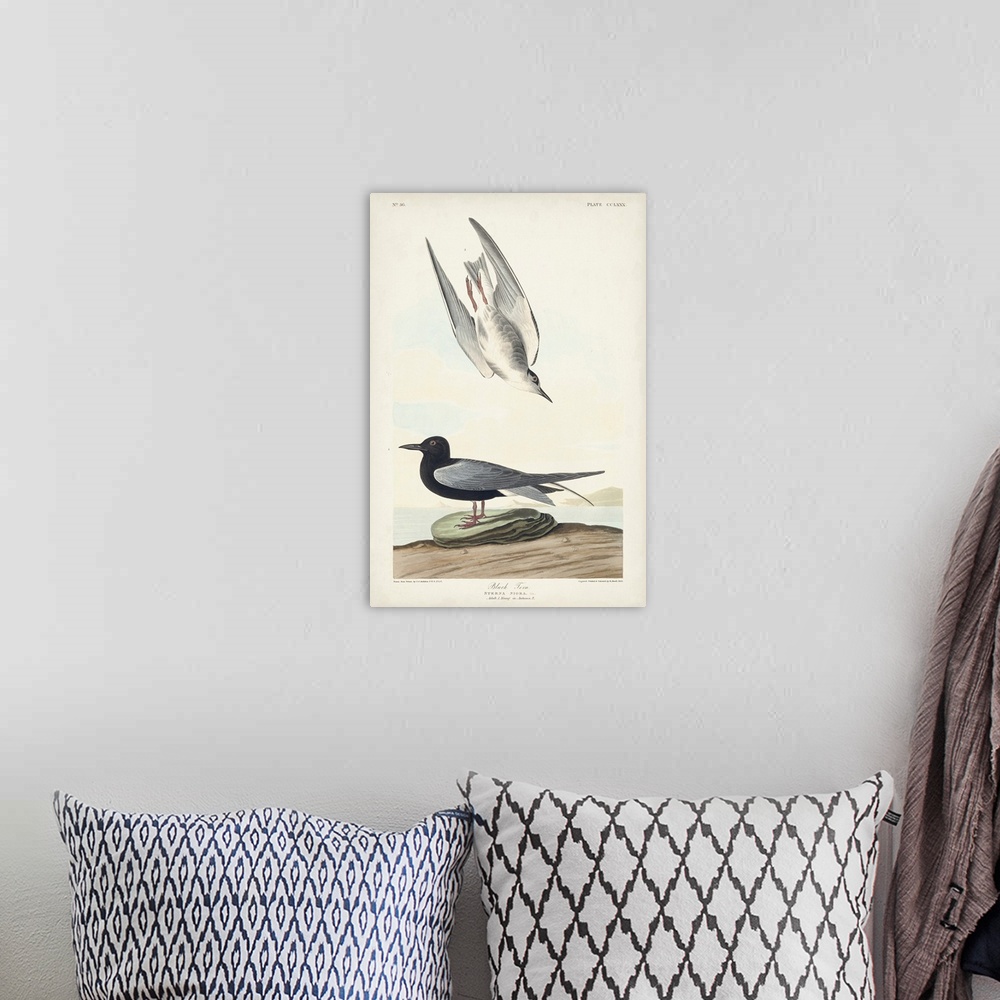 A bohemian room featuring Black Tern