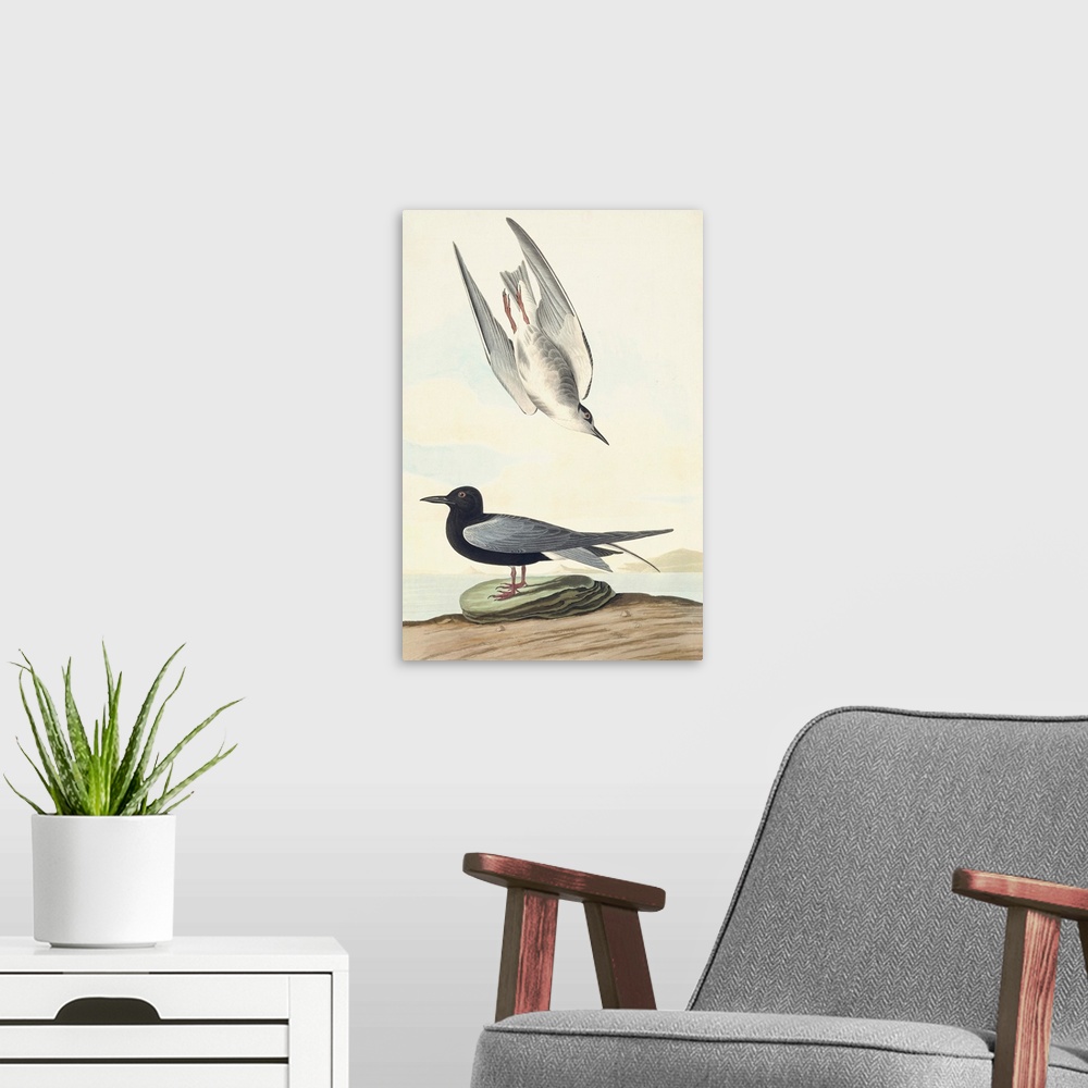 A modern room featuring Black Tern