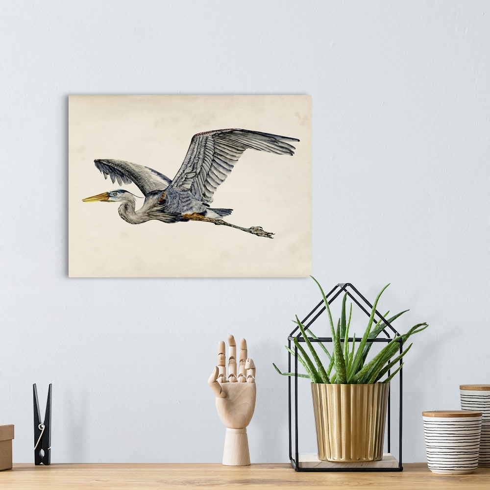A bohemian room featuring Illustration of a Great Blue Heron in flight on a parchment background.