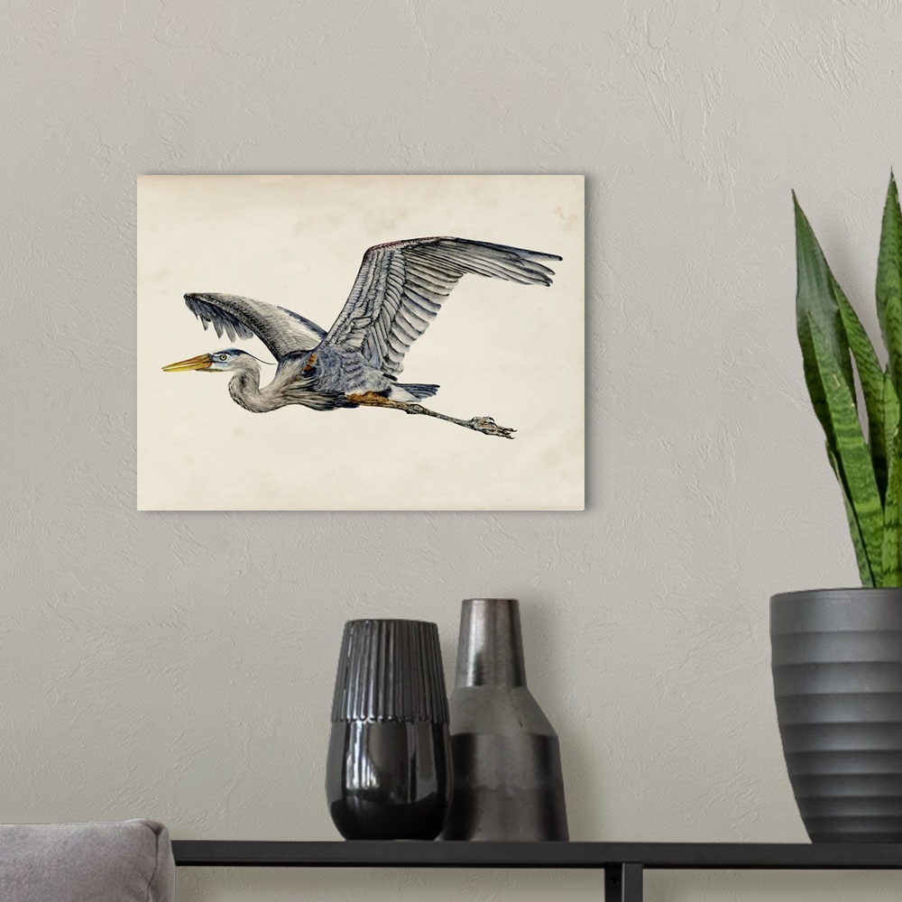 A modern room featuring Illustration of a Great Blue Heron in flight on a parchment background.