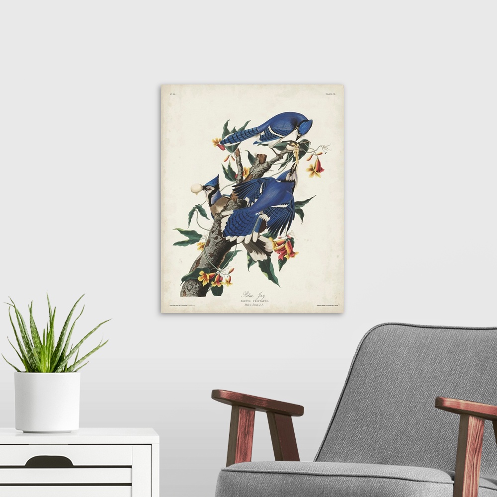 A modern room featuring Blue Jay