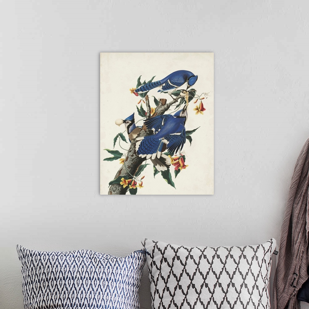 A bohemian room featuring Blue Jay