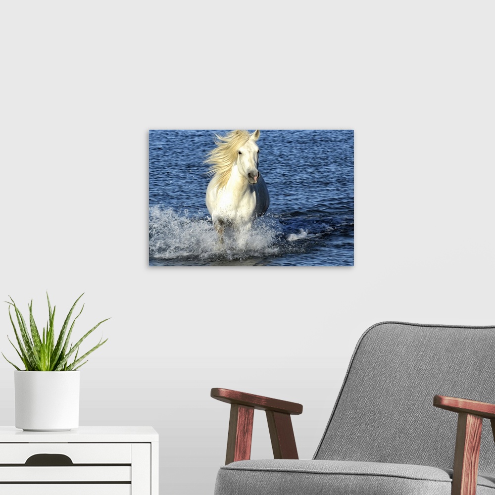A modern room featuring Fine art photo of a white horse galloping in the sea.